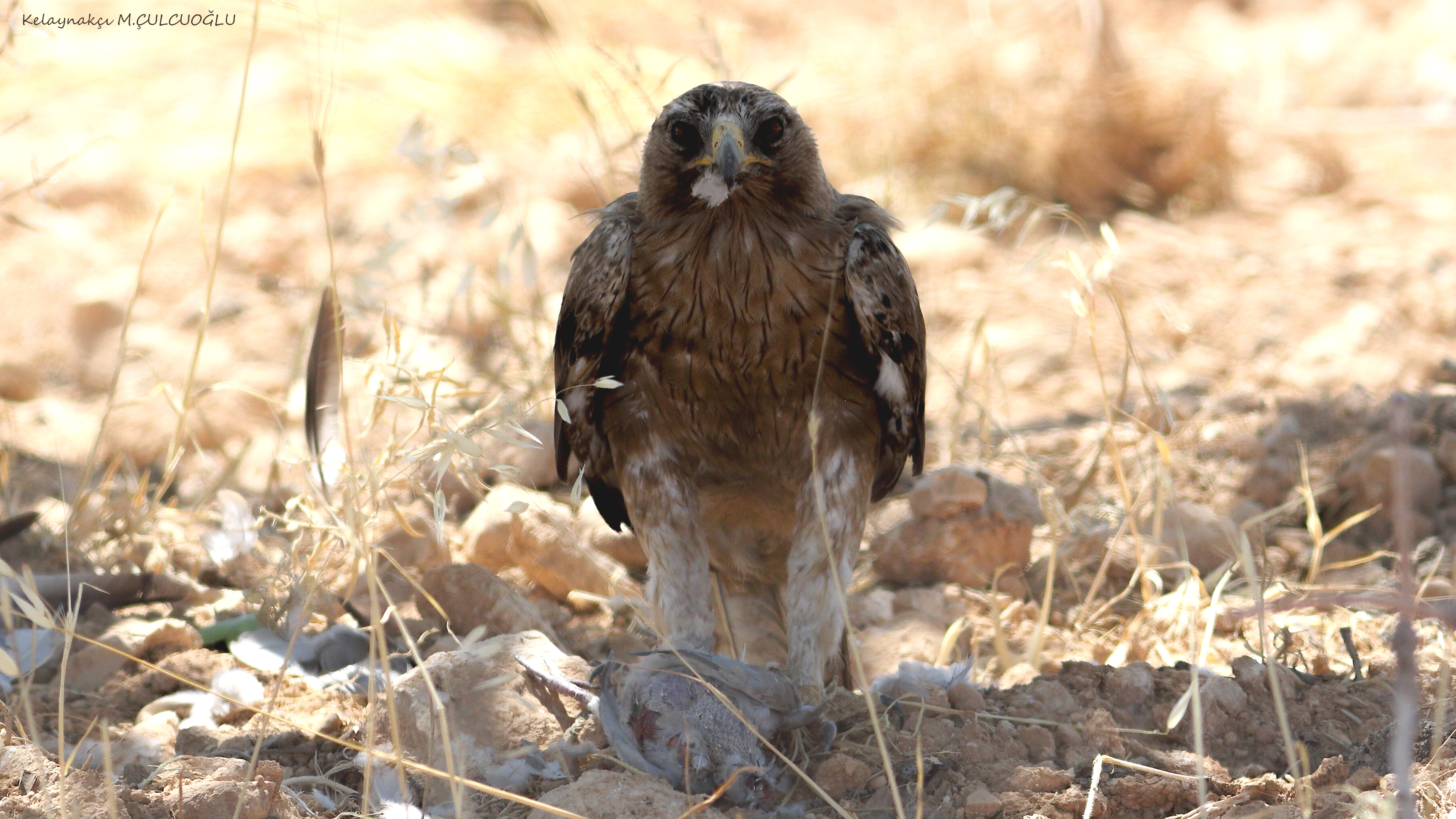 Booted Eagle
